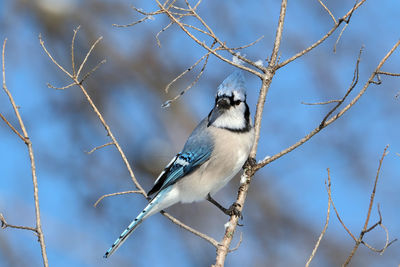 Low angle view of bird perching on tree