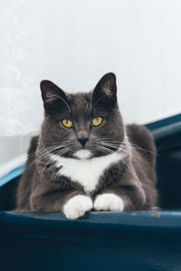 Close-up portrait of cat sitting