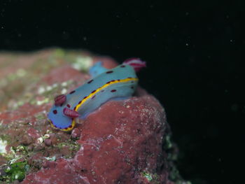 Close-up of fish swimming underwater