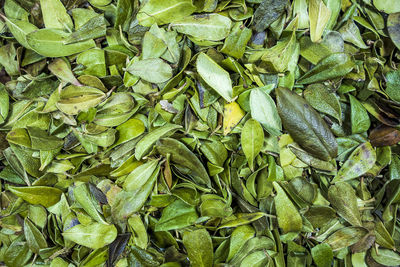 Full frame shot of fresh green leaves