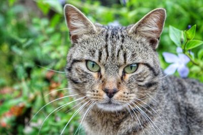 Close-up portrait of tabby cat