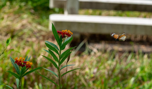 Close-up of honey bee on flowering plant