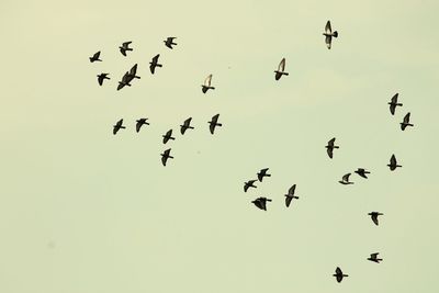 Low angle view of birds flying in sky