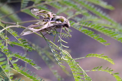 Close-up of insect on plant