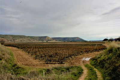 Scenic view of agricultural field against sky