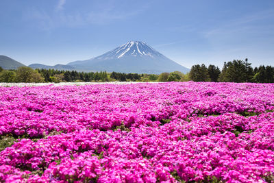 Scenic view of pink flowers on field against sky