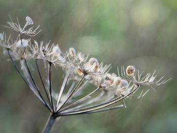 Close-up of wilted plant