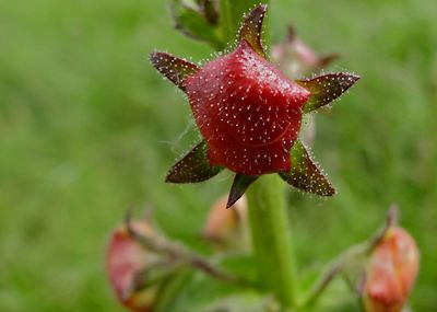 Close-up of plant against blurred background