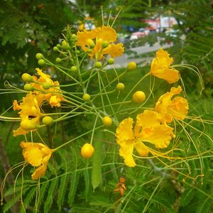 Close-up of yellow flower