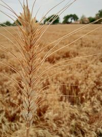 Close-up of stalks in field