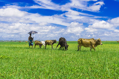 Cows grazing on field against sky.