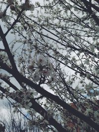 Low angle view of bare tree against sky