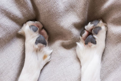 High angle view of dog relaxing on bed