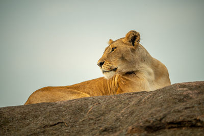 Lioness lies on rocky horizon looking round