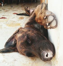 Close-up of a dog resting