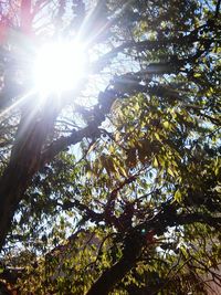 Low angle view of trees in forest