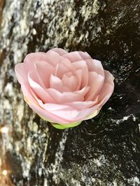 Close-up of pink flower against trees