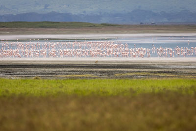 View of birds on land against the sky