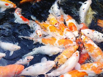 High angle view of koi carps swimming in water