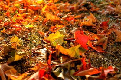 Close-up of maple leaves on fallen tree