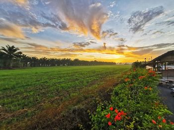 Scenic view of grassy field against sky during sunset