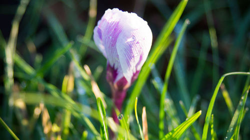 Close-up of purple flowers