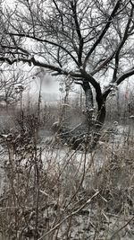 Bare tree by lake during winter