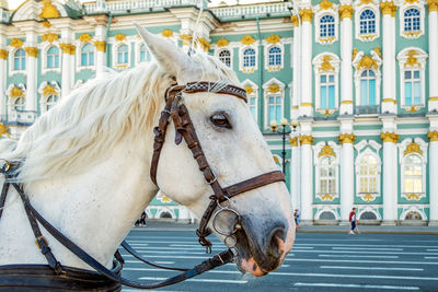 St. petersburg, russia - may 10, 2021. a white horse for walks in front of the winter palace