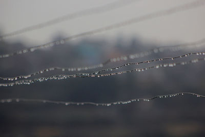 Close-up of wet spider web