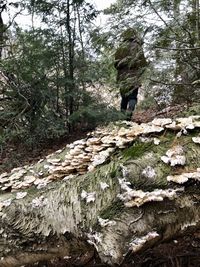 View of trees in forest