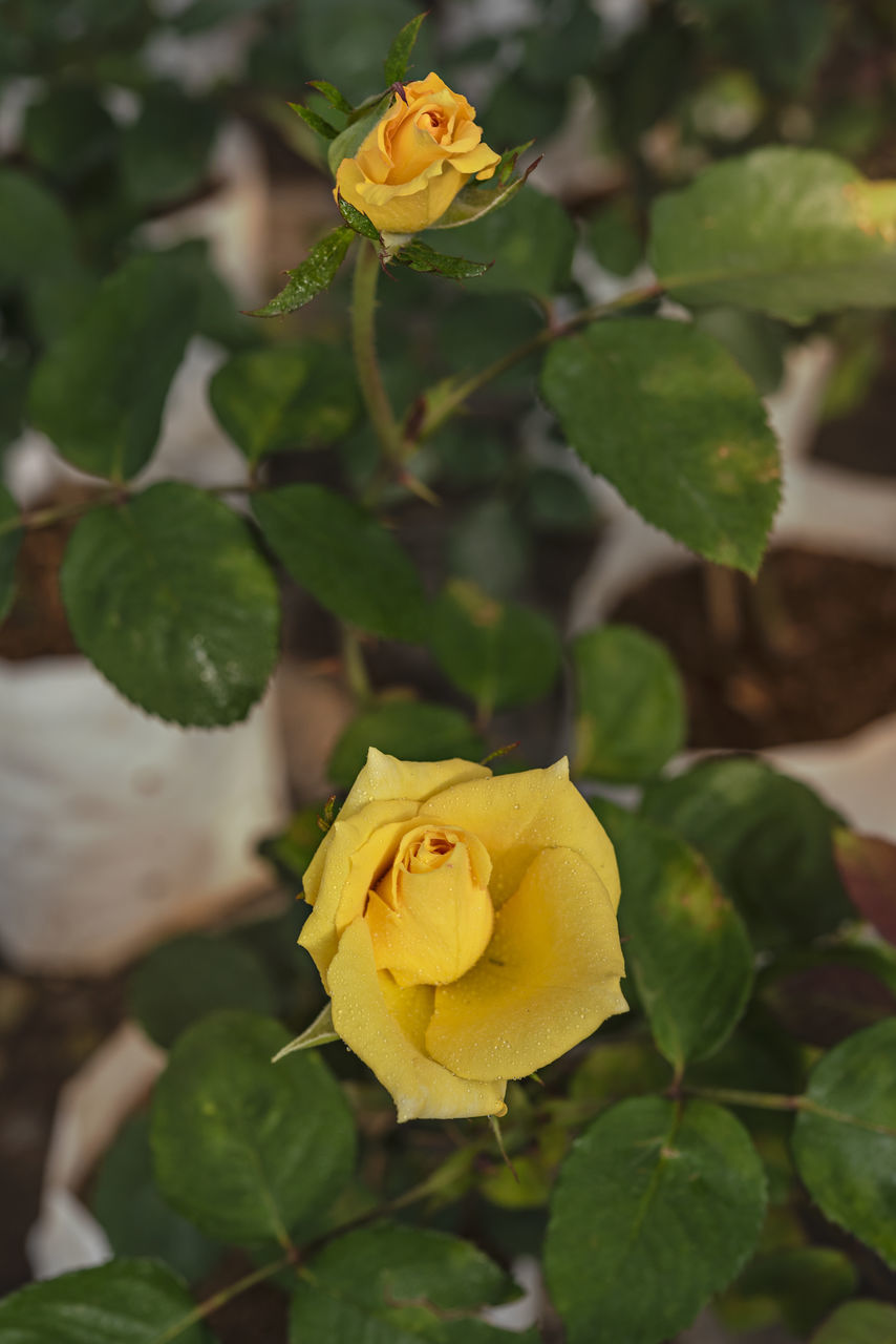 plant, flower, flowering plant, yellow, plant part, leaf, beauty in nature, nature, freshness, rose, petal, close-up, flower head, growth, inflorescence, no people, outdoors, fragility, focus on foreground, green, springtime, day, garden roses, blossom, shrub