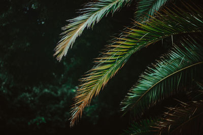 Low angle view of palm tree