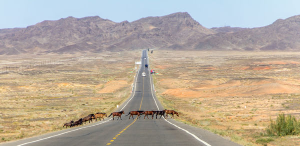 Horses crossing country road amidst field against mountain