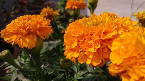 Close-up of marigold blooming outdoors