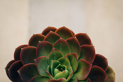 Close-up of succulent plant