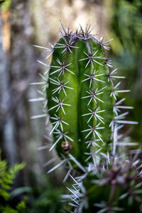 Close-up of cactus plant