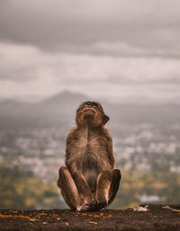 Monkey sitting on rock