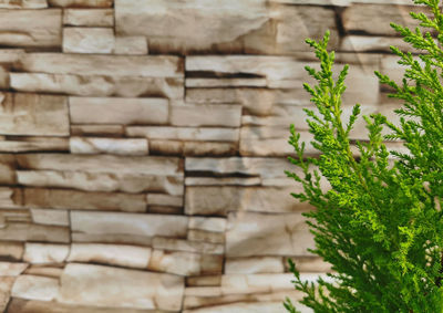 Young conifer branches with wood texture in the background. free text space for your composition.