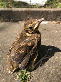 Close-up of a bird