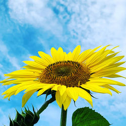 Close-up of yellow sunflower against sky