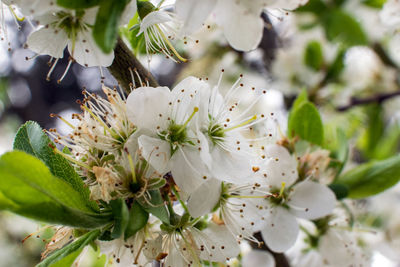 Close-up of white cherry blossom tree