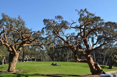 Trees on field against sky