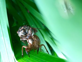 Close-up of cicada coming out from shell