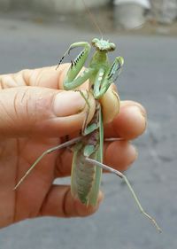 Close-up of cropped hand