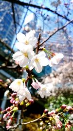 Low angle view of cherry blossoms