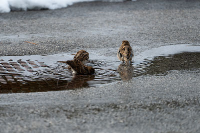 Ducks swimming in lake