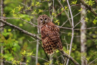 Barred owl on natchez trace