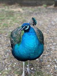 Close-up of a peacock