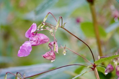 Close-up of pink flowering plant