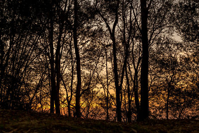 Trees against sky during sunset